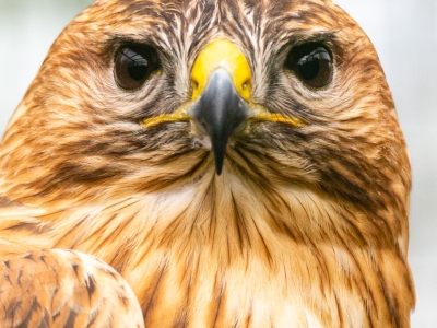 Arendbuizerd - De Zonnegloed - Dierenpark - Dieren opvangcentrum - Sanctuary